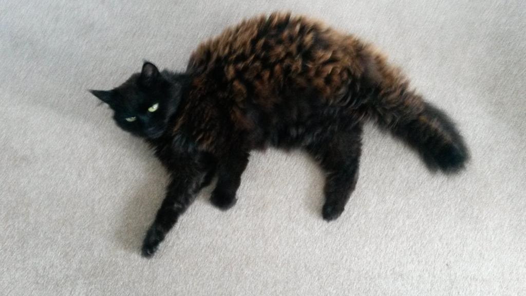 Brighton and Hove News » Sunloving black cat bleached brown by too much