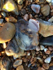 Jellyfish on Brighton Beach by Lauren Wright-Roberts