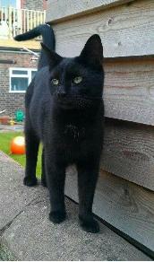 Brighton cat killed by air rifle after spate of attacks