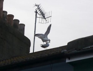 Seagulls on the roof by Jessica Spengler on Flickr