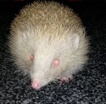 Hedgehogs in the limelight