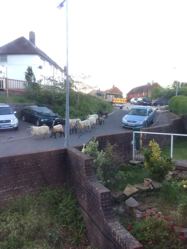 Bevendean neighbours woken by flock of sheep trotting past their door