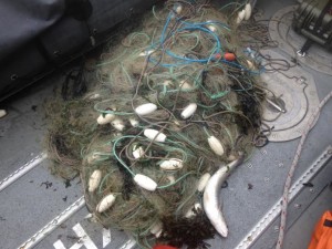 Shoreham Harbour illegal netting removed 20150620