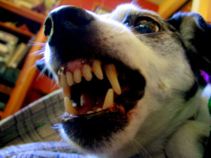 Aggressive dog by Jan Tik on Flickr