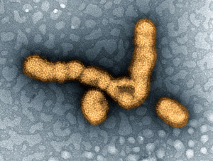 H1N1 flu virus by NIAID on Flickr