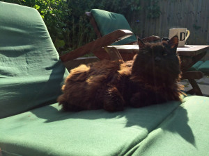 Yoda on her lounger