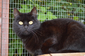 A black cat currently 