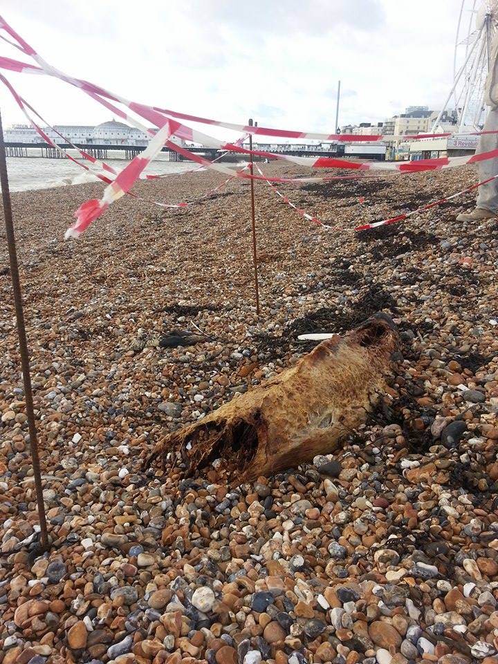 Dead porpoise washed up on Brighton beach