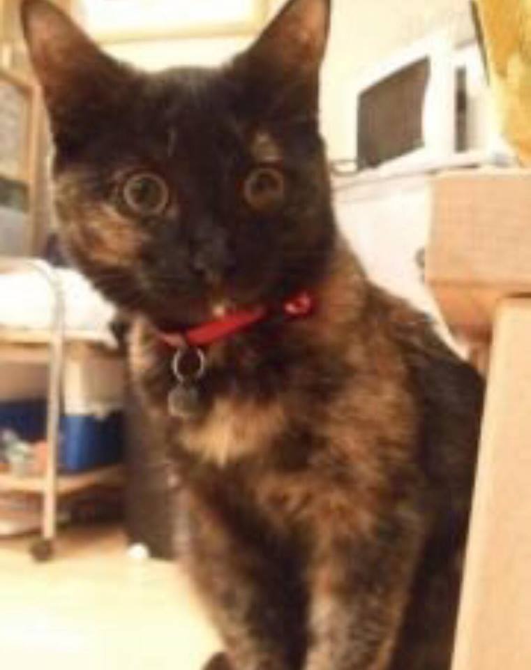 Portslade woman devastated after cat found decapitated