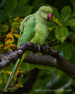 Ring necked parakeet by Andy Morffew on Flickr