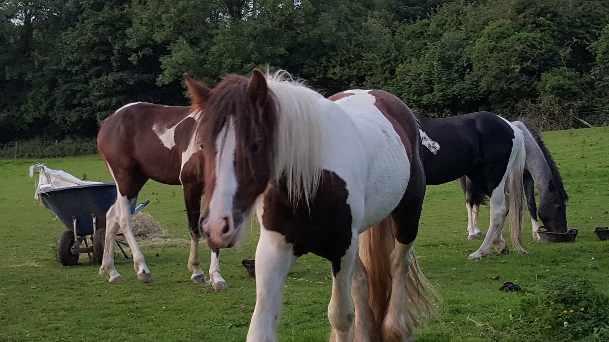 Dozens of horses unclaimed after stables evicted by council due to welfare concerns