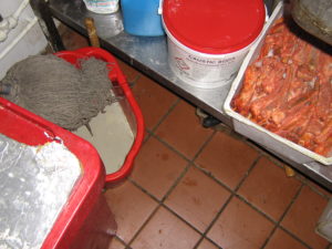 Food stored under the sink next to caustic soda and a bucket of dirty water