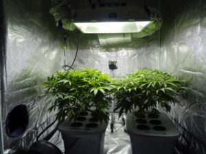 two_hydroponic_cannabis_plants