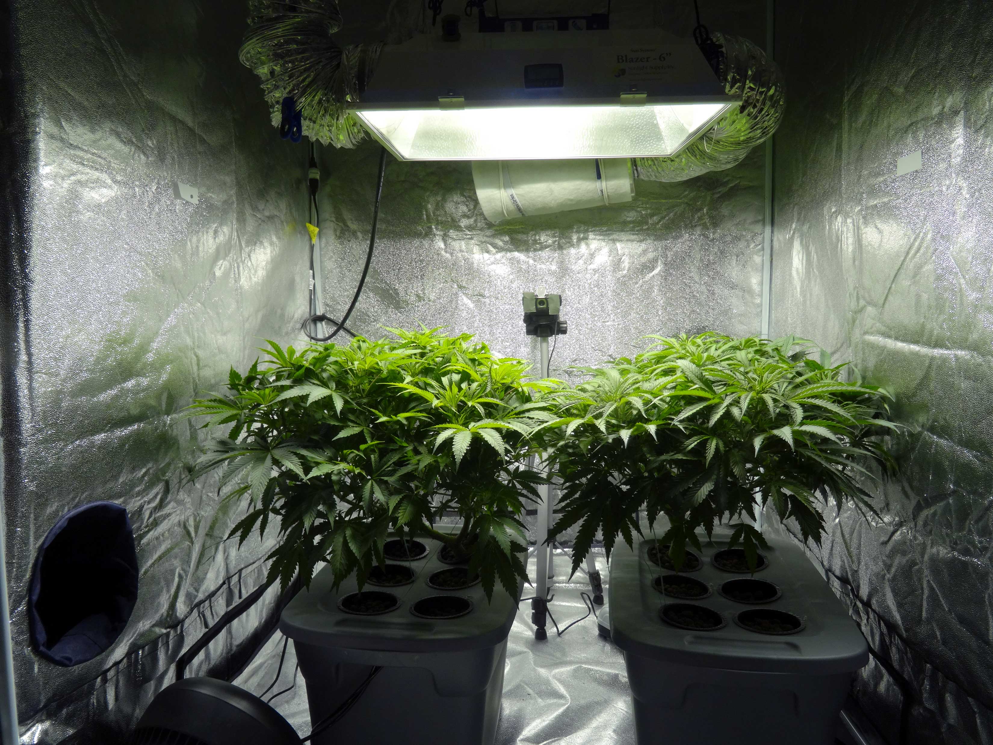 Brighton and Hove News » Police find cannabis farm in tent inside Brighton loft