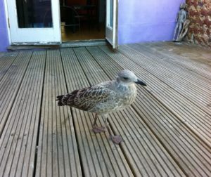 Cliff the gull chick 2011
