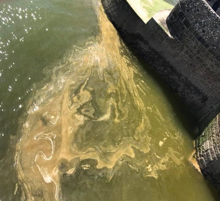 Algal bloom in Brighton seas causes ‘sewage’ panic