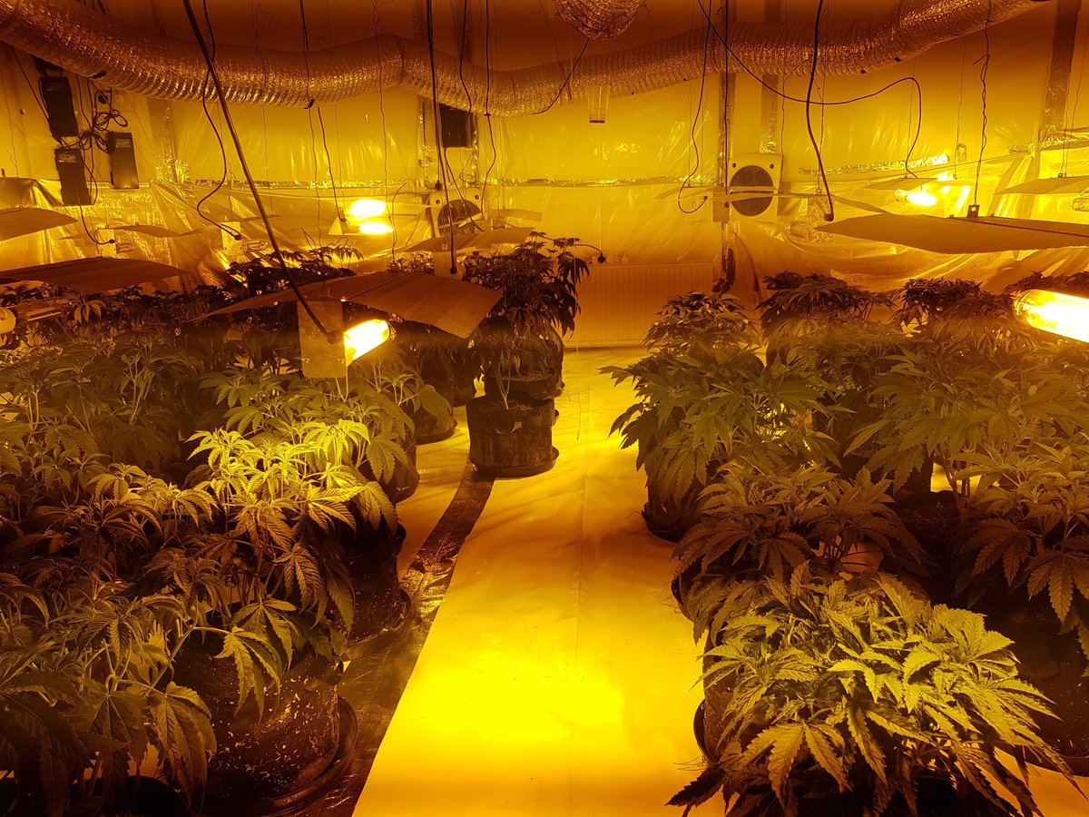 Cannabis factory discovered in Hove flat