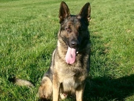 Police dog detains suspected drug dealer in Brighton