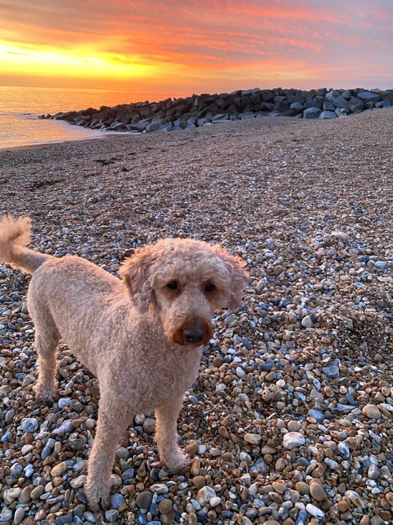 Couple appeals for help finding lost cockerpoo