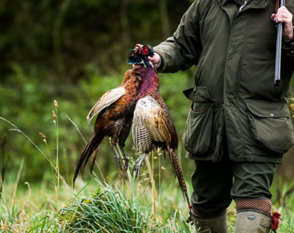 Pheasants revolt! Campaigners urge councillors to ban game bird shoots