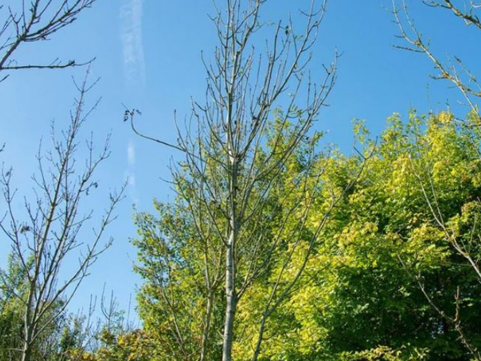 Thousands of trees set to be removed because of disease