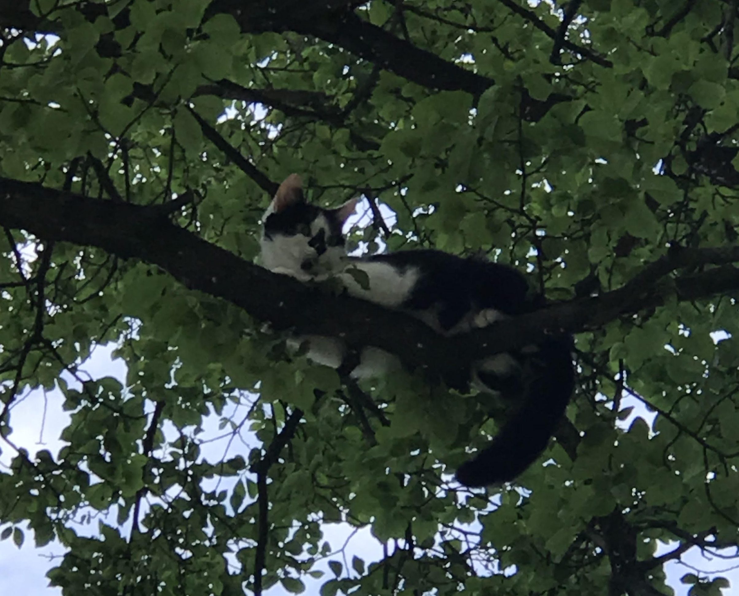 Cat rescued from tree by firefighters Brighton and Hove News