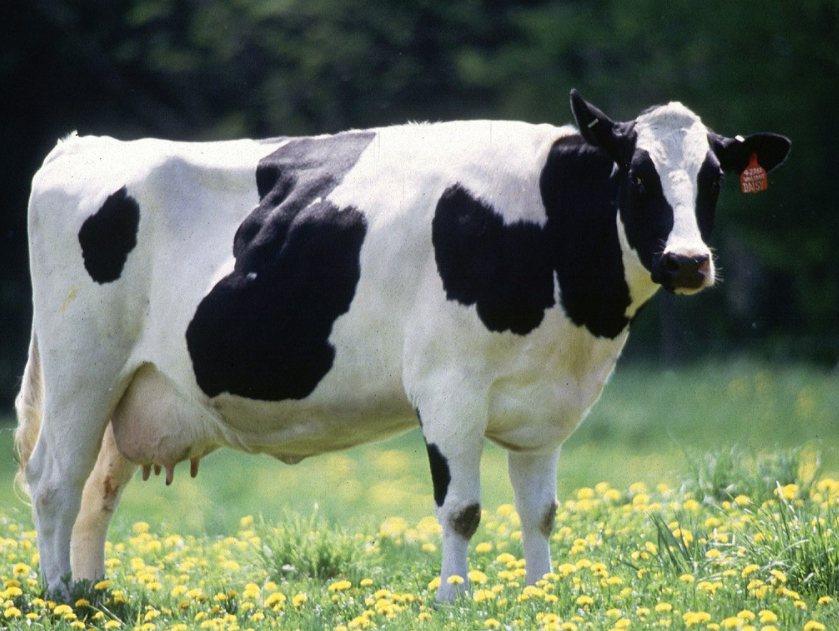 Schools and council offer ‘racist’ food because it includes dairy, says campaigner