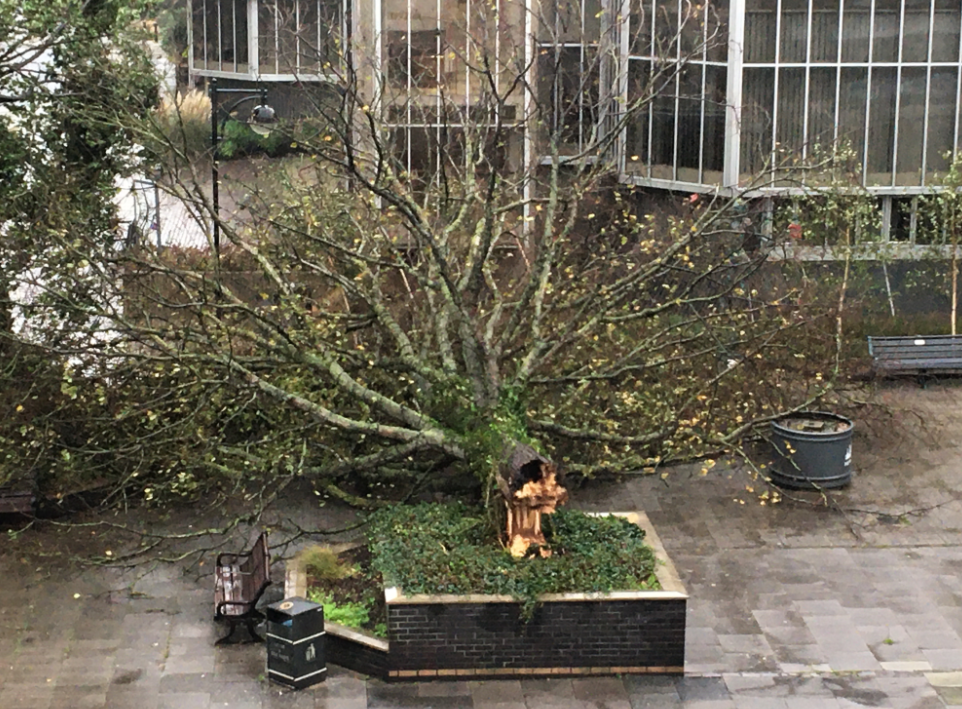 Storm fells tree outside Hove Town Hall
