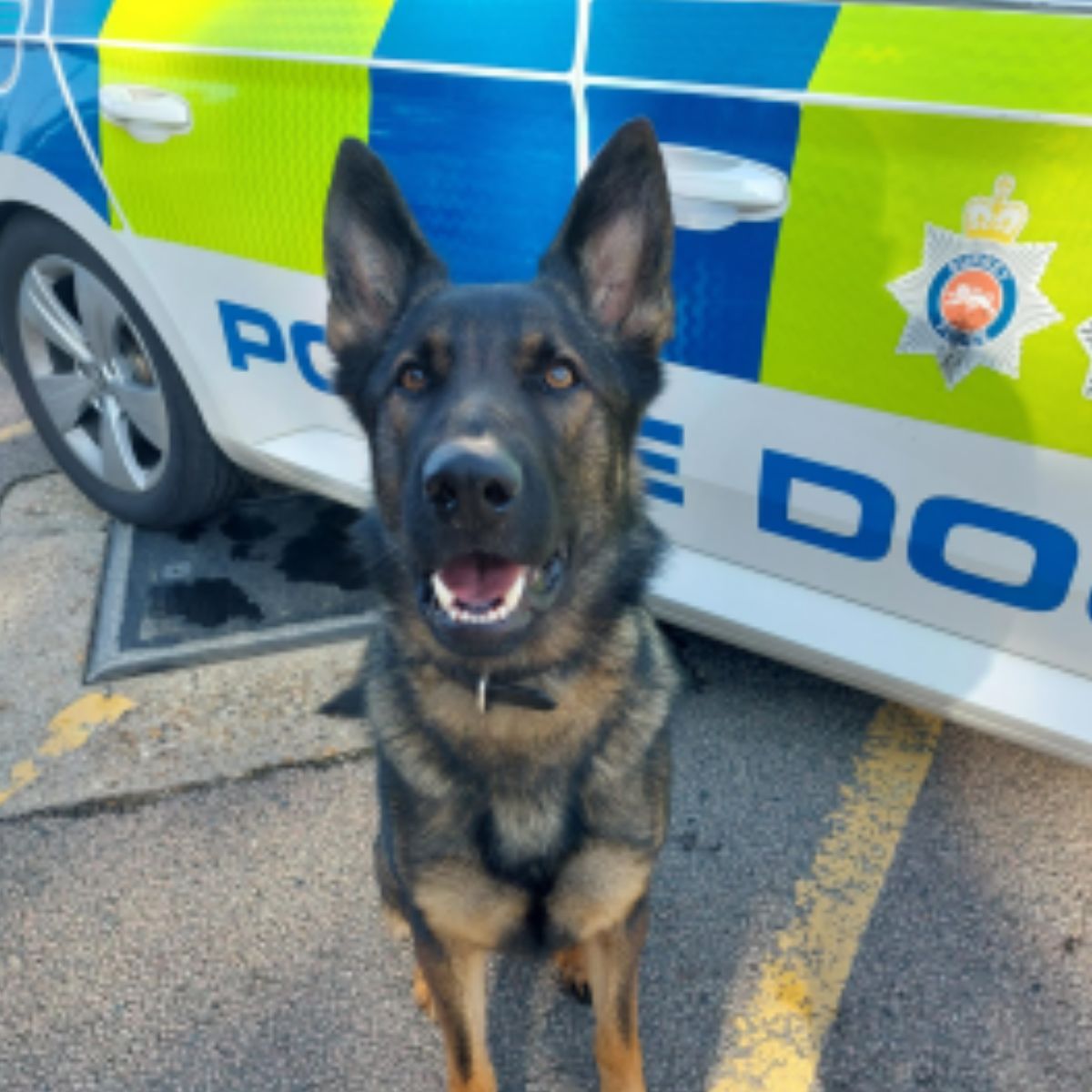 Police dog tracks down suspect hiding in a field