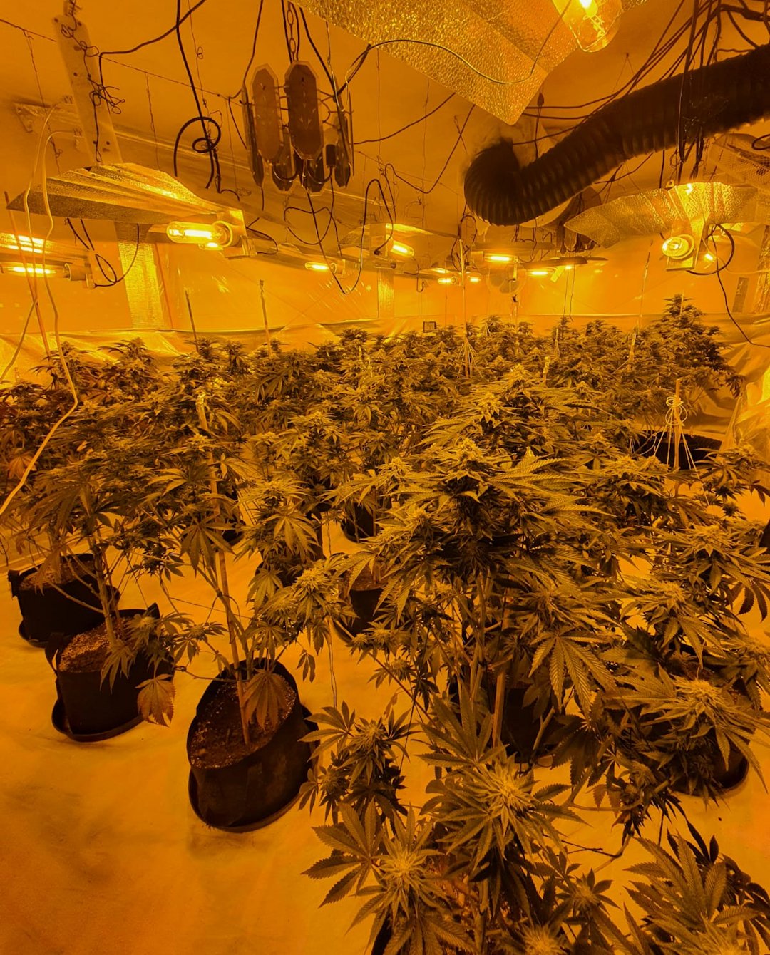 Cannabis factory found in drugs raid