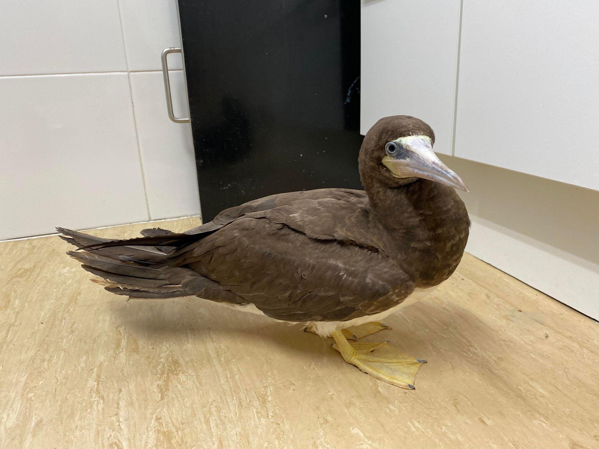 Rare brown booby found on Hove beach