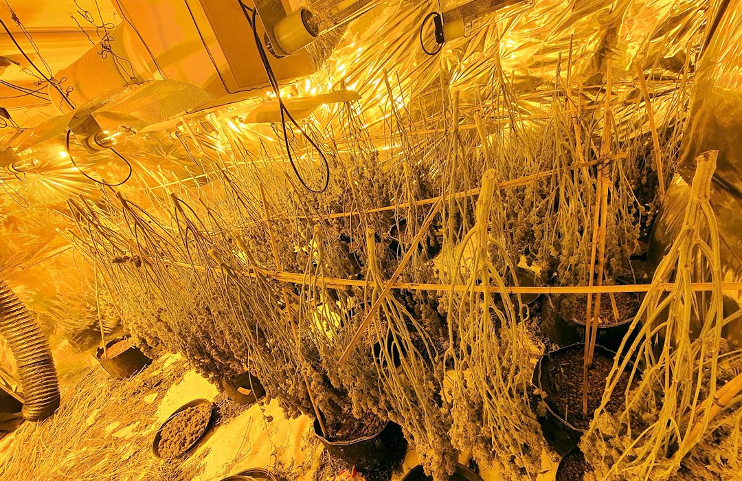 Cannabis farm found in Brighton