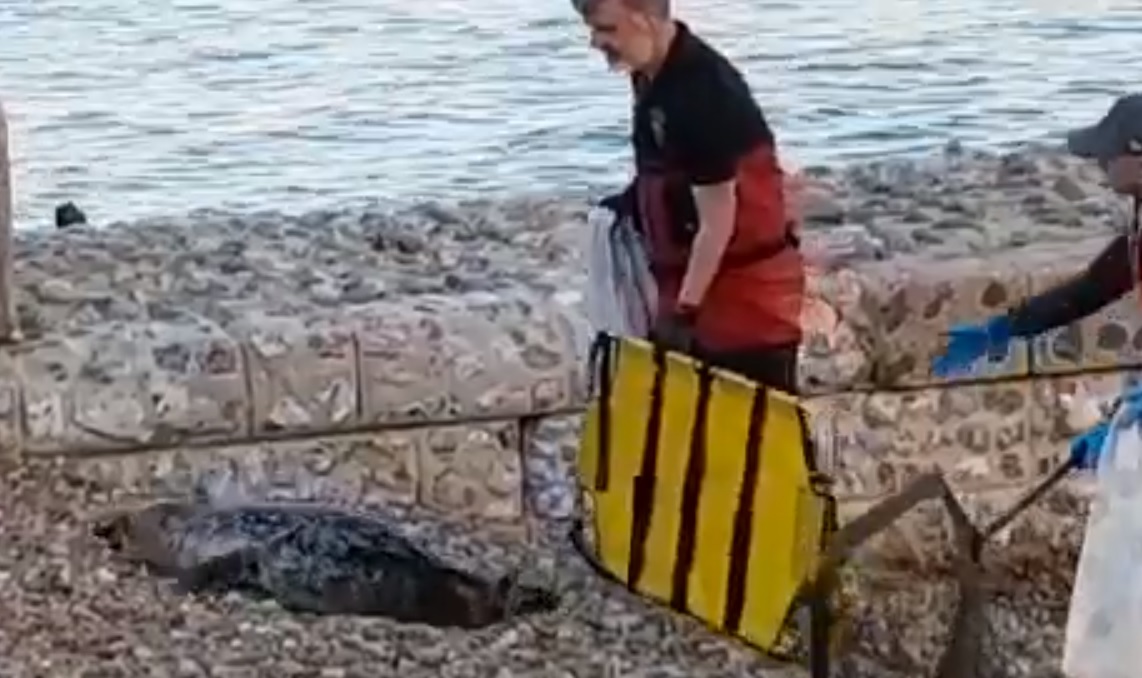 Flurry of seals on the beach baffles wildlife experts