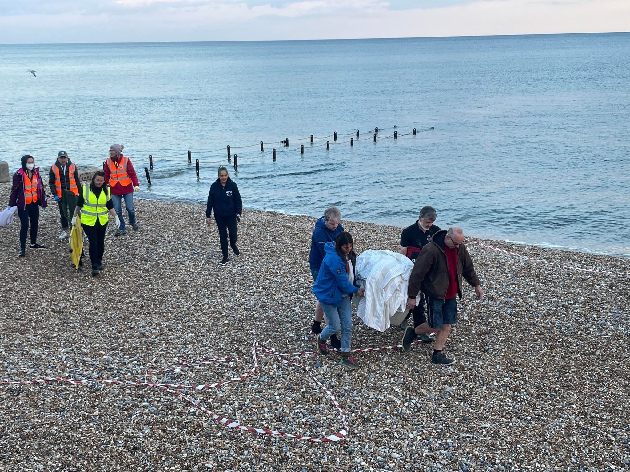 Rescued seal pup treated for flipper wounds