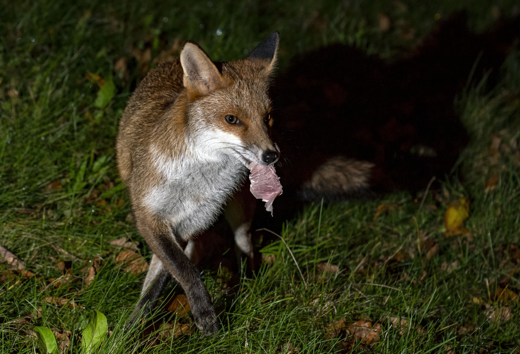 Brighton experts analyse videos of wildlife scrapping for scraps of food