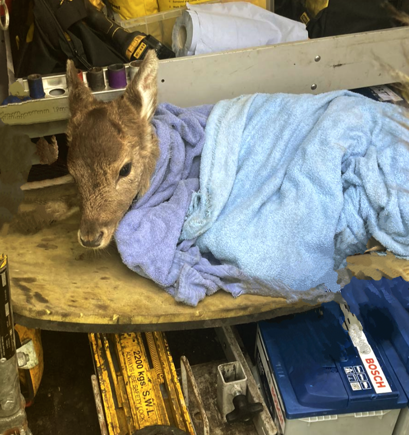 Brighton AA patrol rescues deer trapped in wire fence