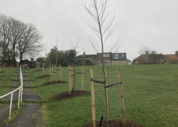 20,000 young trees planted to help replaced diseased ash woodland