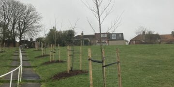 20,000 young trees planted to help replaced diseased ash woodland