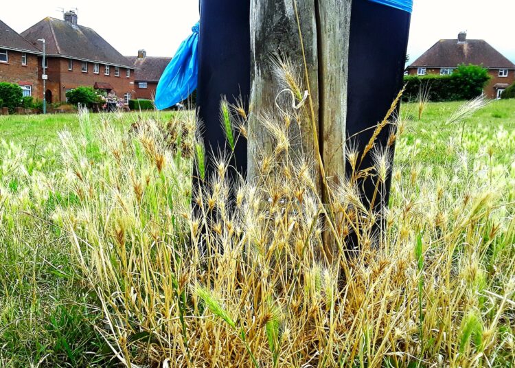 Former councillor urges council to tackle barley grass menace to pets