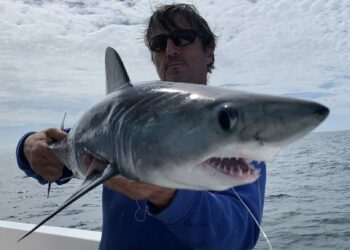 Fishermen find shark 10 miles off Brighton Marina