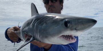 Fishermen find shark 10 miles off Brighton Marina