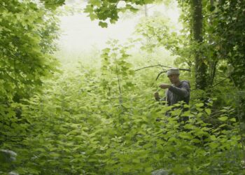 Dress made from nettles takes sting out of grief for Brighton widower