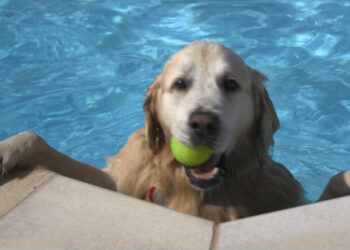Time for doggy paddle at Saltdean Lido
