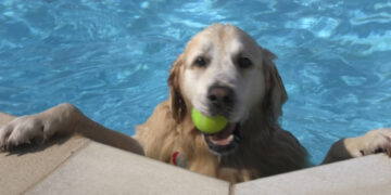 Time for doggy paddle at Saltdean Lido