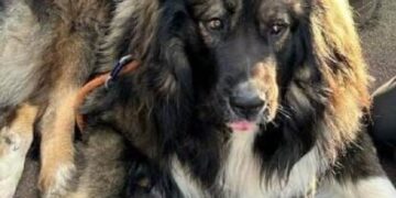 Dog which bit girl, 9, in pub given stay of execution