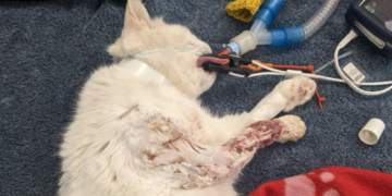 Cat’s leg amputated after fox attack