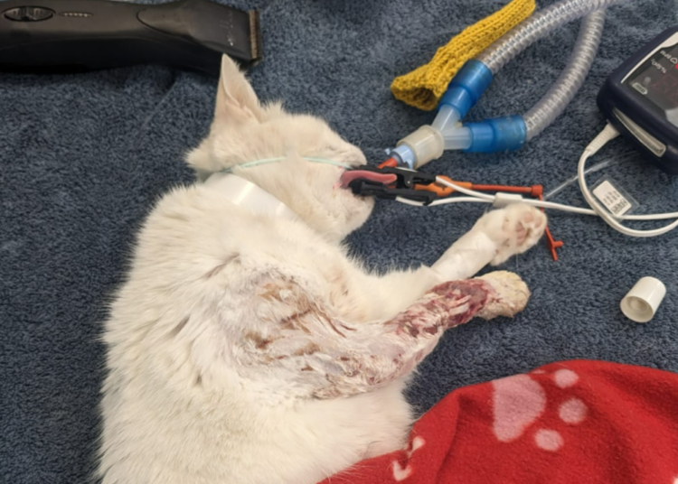 Cat’s leg amputated after fox attack