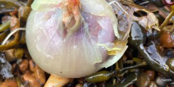 Onions wash up on Brighton beach