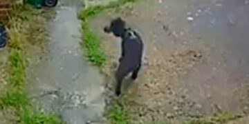 Man charged after ‘dog abuse’ video circulated