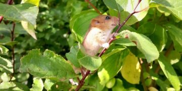 Dormice found in valley earmarked for development